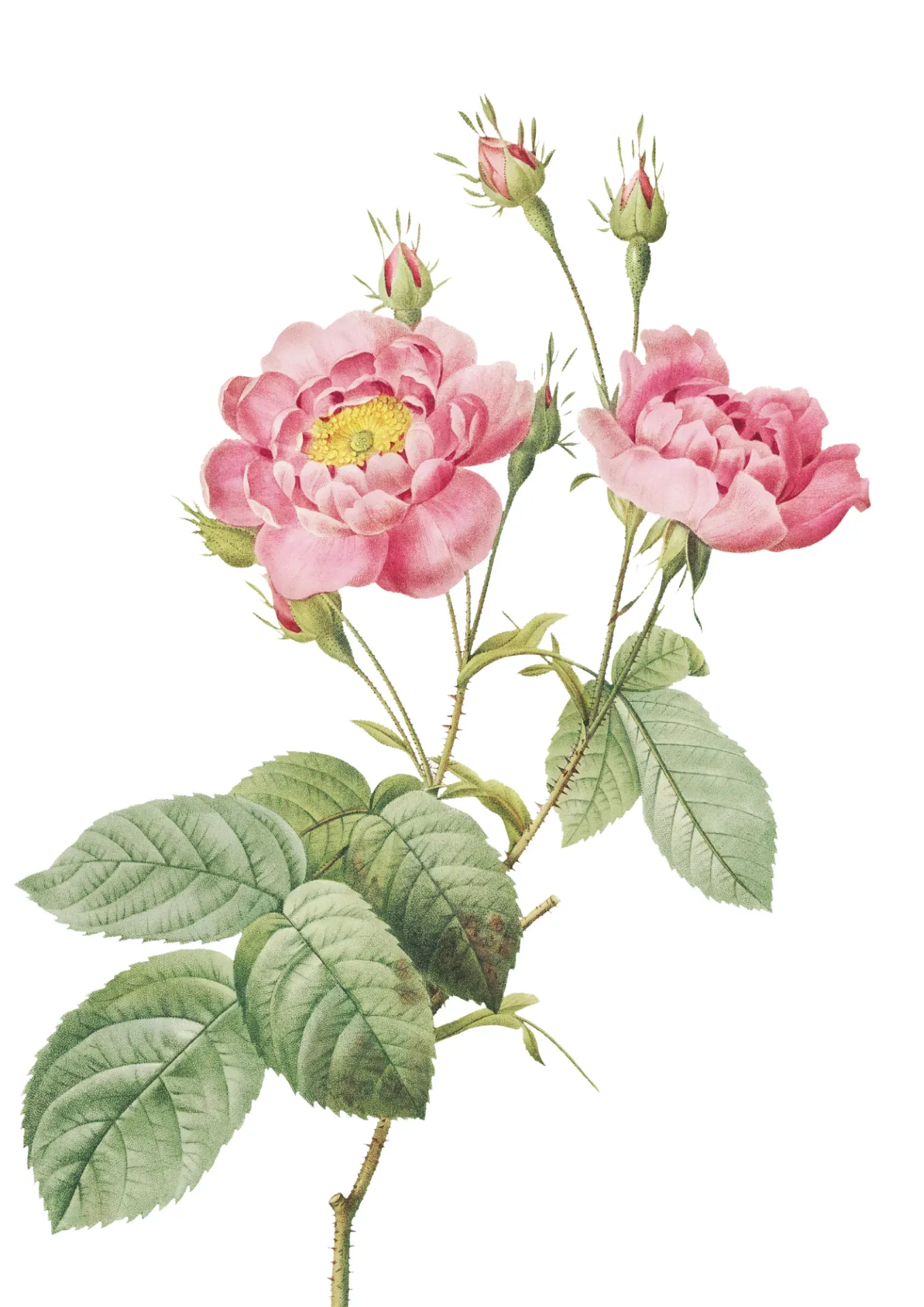 Foto da mulher pensativa
